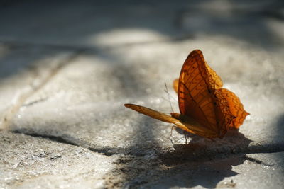 Close-up of butterfly on flower