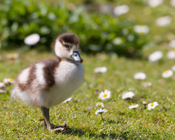 First steps of egyptian goose chick in meadow