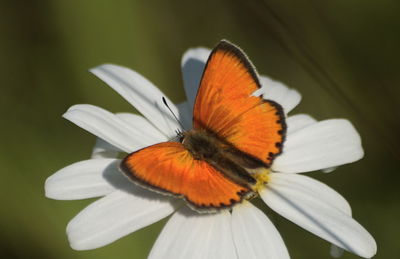 Close-up of butterfly pollinating on flower