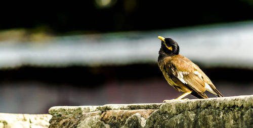 Close-up of bird perching on wooden post