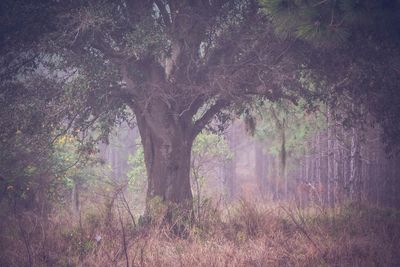 Trees in forest