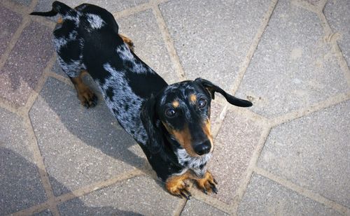 High angle portrait of black dog