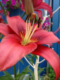 Close-up of red flower blooming outdoors