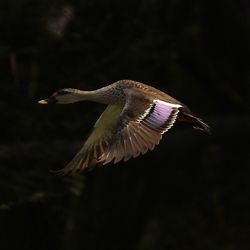 Close-up of bird flying