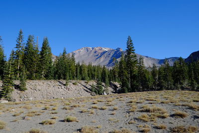 Pine trees on mountain against clear blue sky