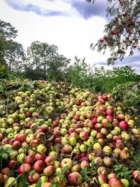 Low angle view of apples on tree against sky