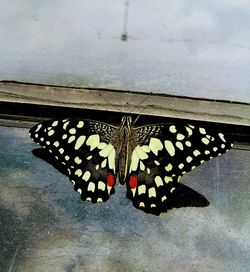 High angle view of butterfly