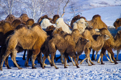 Camel calves walking on snow