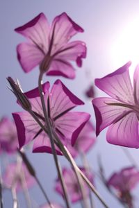 Close-up of pink flowers against sky