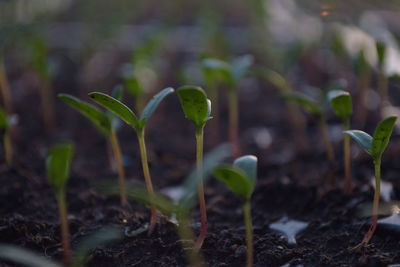 Close-up of small plant growing on field