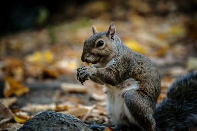 Close-up of squirrel on rock