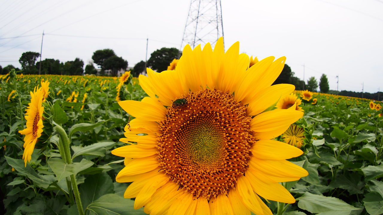 flower, yellow, sunflower, freshness, fragility, growth, field, agriculture, flower head, beauty in nature, rural scene, plant, petal, blooming, nature, farm, clear sky, leaf, in bloom, sky