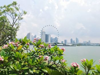 Flowering plant by buildings against sky