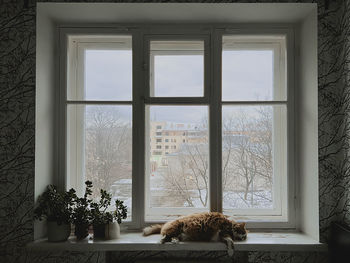 Large red cat sleeps on windowsill. turmoil of city outside, house is calm. house plants