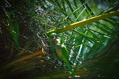 Close-up of bird perching on branch