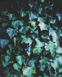 Full frame shot of leaves on field