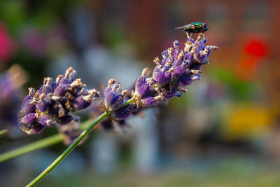 Close-up of insect on purple flowering plant