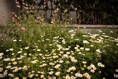 Close-up of white flowers blooming outdoors