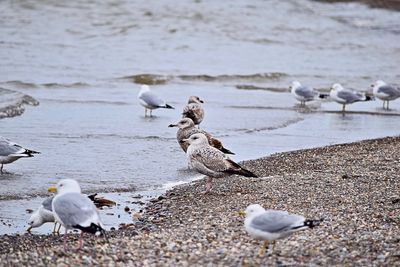 Close-up of seagulls on beach