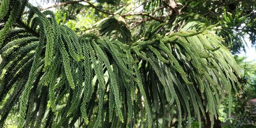 Close-up of pine tree