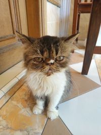 Portrait of cat sitting on floor at home