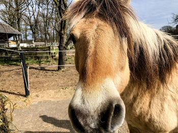 Close-up of a horse