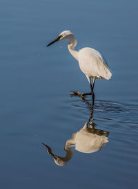 Birds in calm water