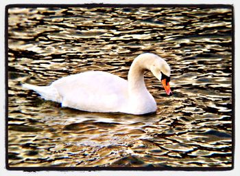Birds in calm water
