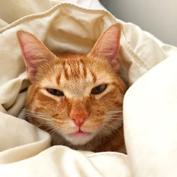 Cute cat with warm comforter