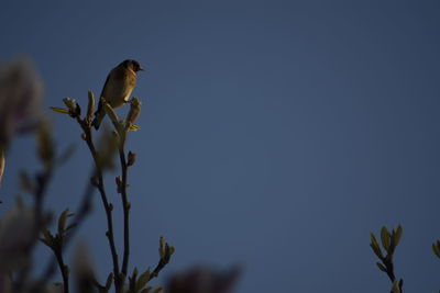 Low angle view of bird perching on branch against sky