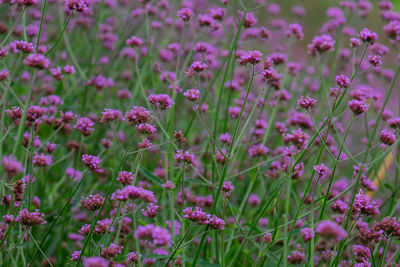 Close-up of pink flowering plants on field