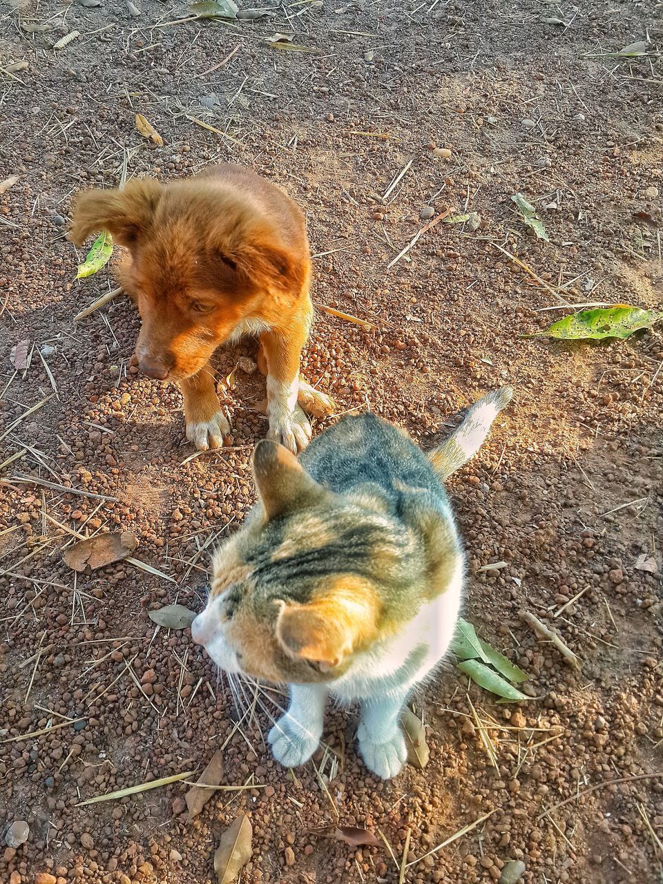 HIGH ANGLE VIEW OF A CAT ON FIELD