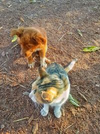 High angle view of cats on street