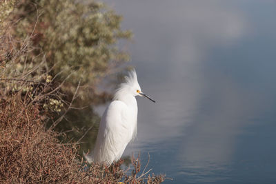 Close-up of snowy egret by lake 