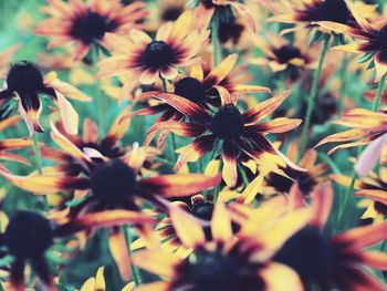 Close-up of coneflowers blooming outdoors