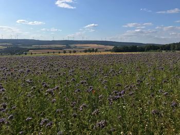 Scenic view of field against sky