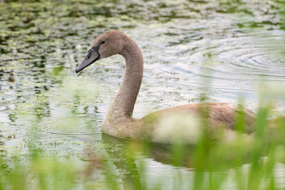 Swan swimming in lake