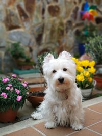 Portrait of white dog