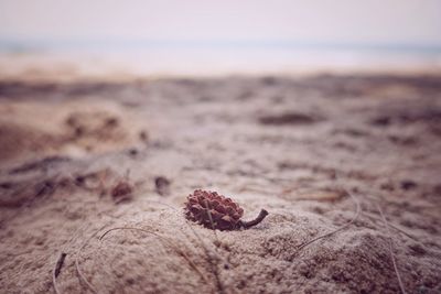 Close-up of leaf on beach