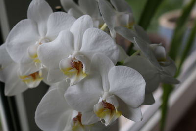 Close-up of white orchids