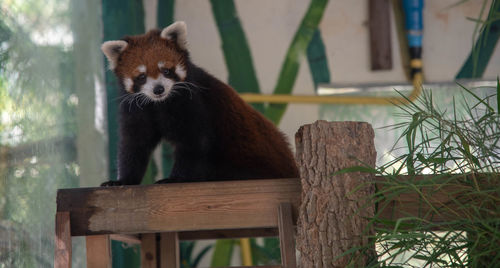 Cat sitting on wood in zoo