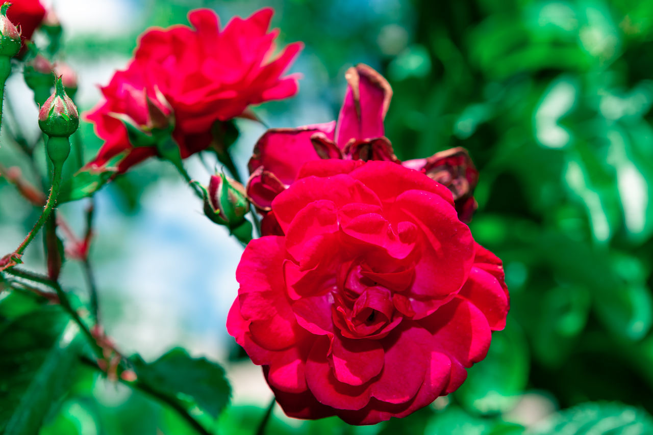 CLOSE-UP OF RED ROSE AGAINST BLURRED BACKGROUND