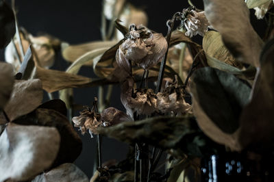 Close-up of dry flowers