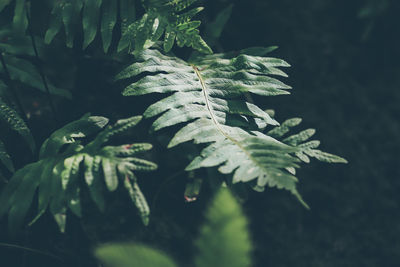 Close-up of fresh green leaves