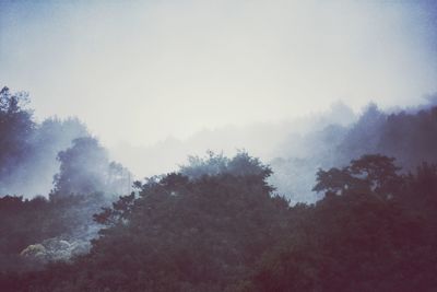 Trees in forest against sky at morning