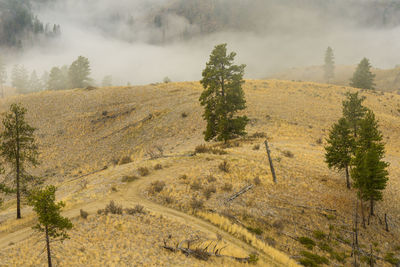 Ponderosa pine trees with fog rolling through