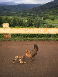 High angle view of bird on field against mountains