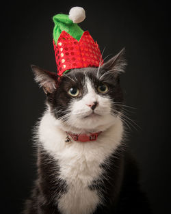 Close-up of cat wearing santa hat against black background