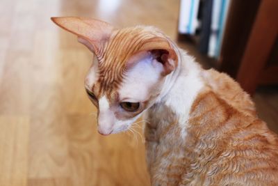 Cornish rex cat 