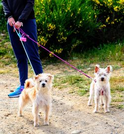 Low section of people with dog